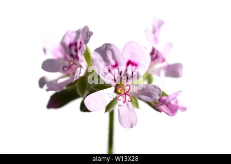 Gros plan sur les fleurs roses au parfum de citron, de géranium sur fond blanc Banque D'Images