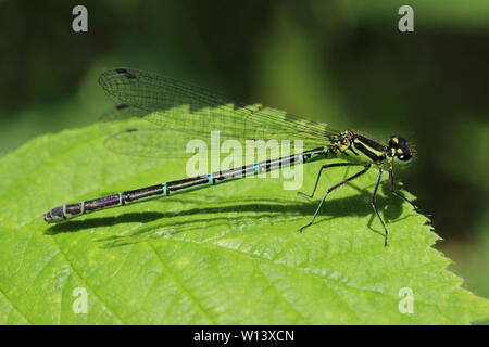 Demoiselle d'azur Coenagrion puella (Female-Green forme) Banque D'Images