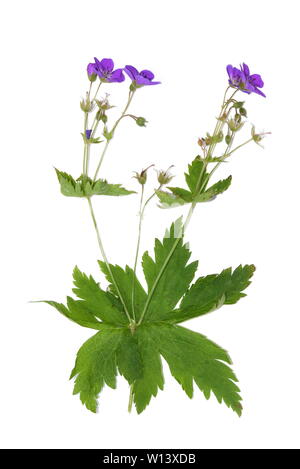 Géranium des bois isolé sur fond blanc Banque D'Images