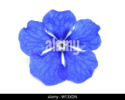 Gros plan sur seul Blue-eyed Mary Omphalodes verna fleur sur fond blanc Banque D'Images