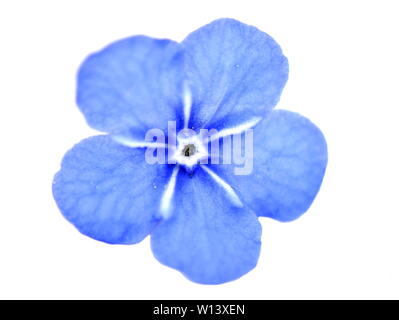 Gros plan sur seul Blue-eyed Mary Omphalodes verna fleur sur fond blanc Banque D'Images