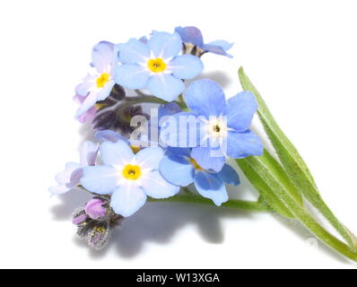 Gros plan sur les fleurs sauvages bleues woodland forget-me-not isolé sur fond blanc Banque D'Images