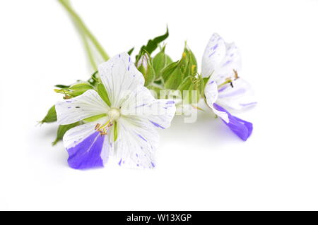 Géranium sanguin blanc et violet fleur sur fond blanc Banque D'Images