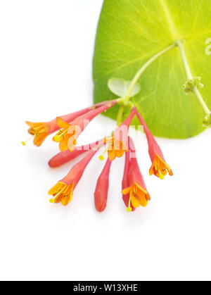 Orange honeysuckle fleurs sur fond blanc Banque D'Images