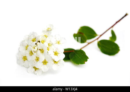 Succursale de spiraea blanc sur fond blanc Banque D'Images