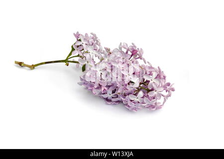 Fleurs lilas commun violet sur fond blanc Banque D'Images