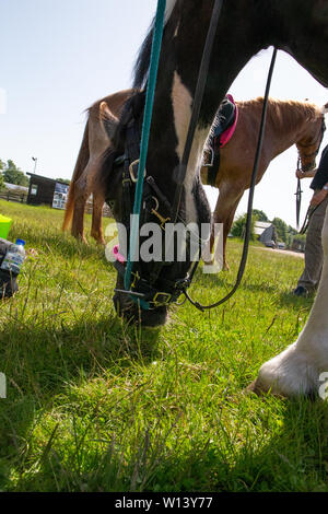 Fawkham Kent. Samedi 29 juin 2019, Ride for Life en vitesse gate livery. course de chevaux mangent de l'herbe avant le début. Banque D'Images