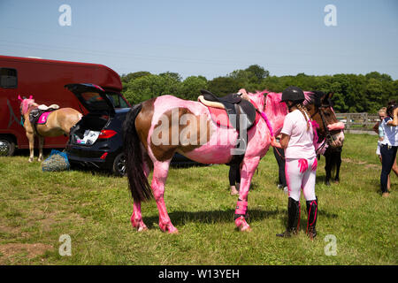 Fawkham Kent. Samedi 29 juin 2019, Ride for Life en vitesse gate livery. Chevaux et cavaliers peint en rose rose avec prêt pour l'événement de bienfaisance. Banque D'Images