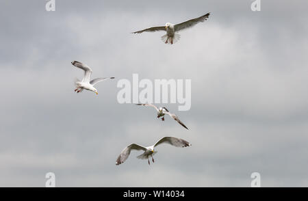 Kinsale, Cork, Irlande. 29 Juin, 2019. Les mouettes volent au-dessus d'une aire de pique-nique les charognards de nourriture laissés par les visiteurs à Kinsale, dans le comté de Cork. Banque D'Images