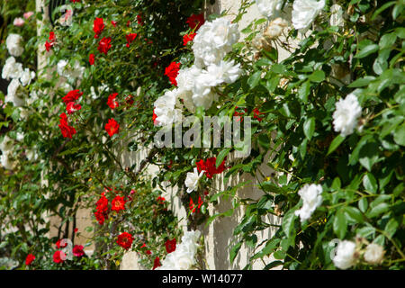 Roses rouges et blanches sur un mur dans un quartier animé de jardin dans le sud de la France sur la Côte d'Azur entre Monaco et Nice, à proximité de Eze Banque D'Images