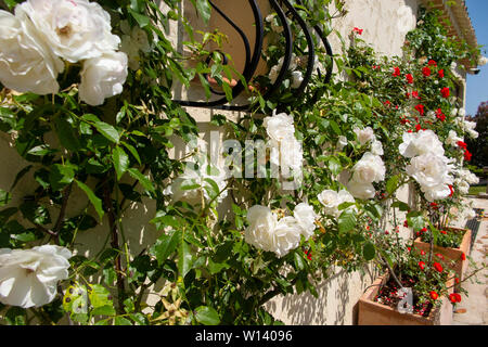 Roses rouges et blanches sur un mur dans un quartier animé de jardin dans le sud de la France sur la Côte d'Azur entre Monaco et Nice, à proximité de Eze Banque D'Images