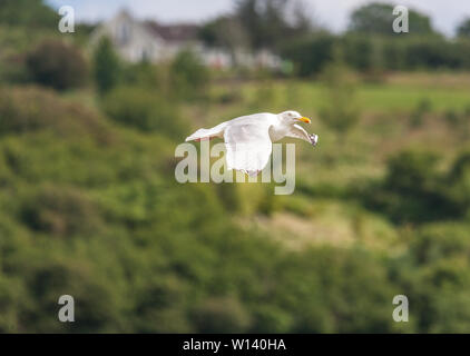 Kinsale, Cork, Irlande. 29 Juin, 2019. Les mouettes volent au-dessus d'une aire de pique-nique les charognards de nourriture laissés par les visiteurs à Kinsale, dans le comté de Cork. Banque D'Images