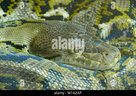 Close up d'un python réticulé Banque D'Images