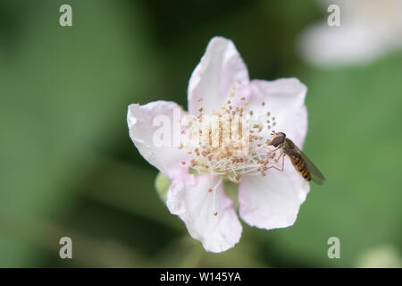 Hoverfly se nourrissant de pollen de fleurs. Banque D'Images