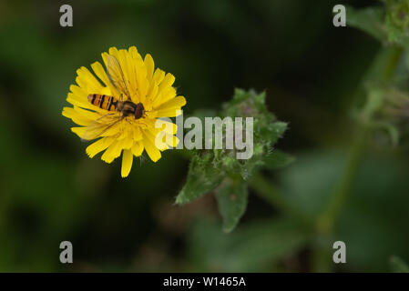 La photo en gros plan d'un hoverfly se nourrissant de pollen de pissenlit. Banque D'Images