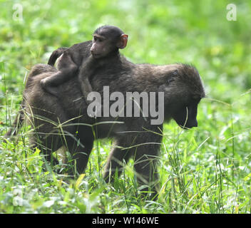 Une mère babouin Doguera (Papio anubis) avec un bébé à cheval sur son dos. La Forêt de Kibale National Park, Uganda. Banque D'Images