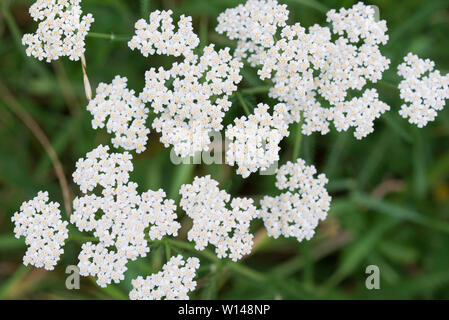 L'Achillea millefolium achillée, macro fleurs blanches Banque D'Images