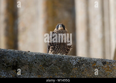 Jeune Faucon pèlerin (Falco peregrinus) reposant sur l'église près de l'emplacement du nid, Hampshire, Royaume-Uni Banque D'Images