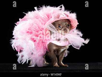 Voir la mascotte Geneviève Long manteau Chihuahua portant une robe pendant la Furbabies Dog Show à Wetherby, Yorkshire. Banque D'Images