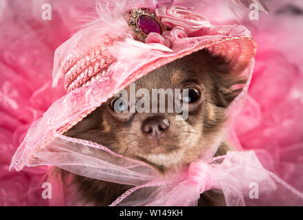 Voir la mascotte Geneviève Long manteau Chihuahua portant une robe pendant la Furbabies Dog Show à Wetherby, Yorkshire. Banque D'Images