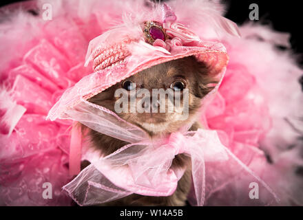 Voir la mascotte Geneviève Long manteau Chihuahua portant une robe pendant la Furbabies Dog Show à Wetherby, Yorkshire. Banque D'Images