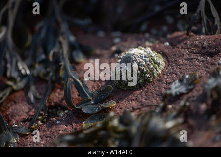 Sur les rochers, patelle Seacliff Beach, North Berwick, Ecosse Banque D'Images