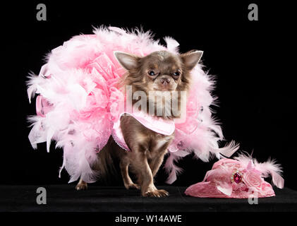 Voir la mascotte Geneviève Long manteau Chihuahua portant une robe pendant la Furbabies Dog Show à Wetherby, Yorkshire. Banque D'Images