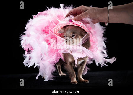 Voir la mascotte Geneviève Long manteau Chihuahua portant une robe pendant la Furbabies Dog Show à Wetherby, Yorkshire. Banque D'Images