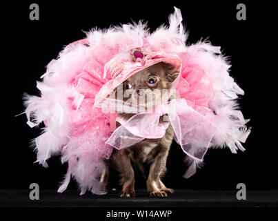 Voir la mascotte Geneviève Long manteau Chihuahua portant une robe pendant la Furbabies Dog Show à Wetherby, Yorkshire. Banque D'Images