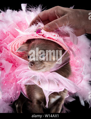 Voir la mascotte Geneviève Long manteau Chihuahua portant une robe pendant la Furbabies Dog Show à Wetherby, Yorkshire. Banque D'Images