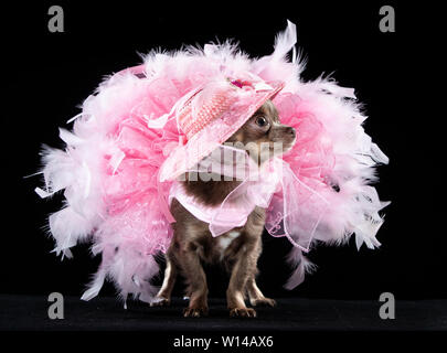 Voir la mascotte Geneviève Long manteau Chihuahua portant une robe pendant la Furbabies Dog Show à Wetherby, Yorkshire. Banque D'Images