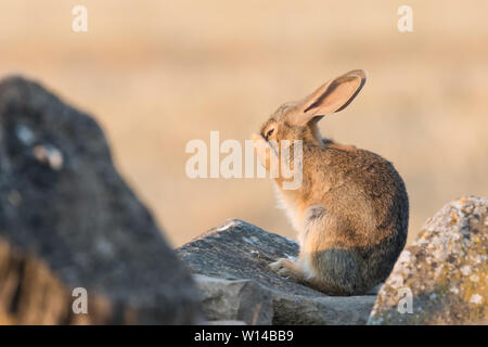 Lapin de garenne (Oryctolagus cuniculus) nettoyage lui-même, Lleida, Catalogne, Espagne Banque D'Images