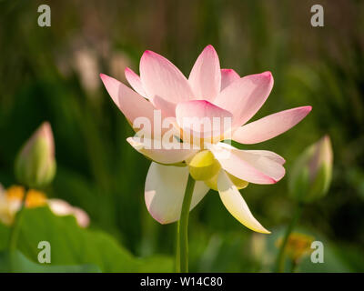 Aka Nelumbo nucifera lotus sacré ou indien. Fleur Rose. Banque D'Images