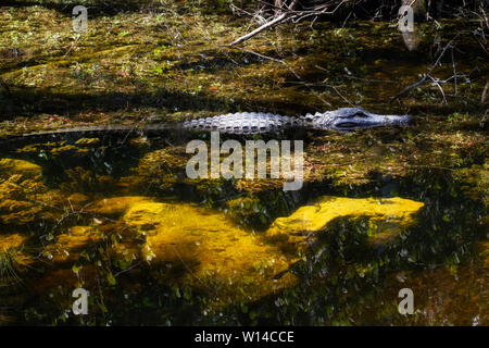 Alligator américain, alligator mississippiensis, glisse au-dessus de l'eau claire montrant des roches sous à Big Cypress Swamp, Floride Banque D'Images