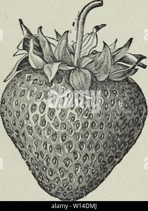 Image d'archive à partir de la page 10 du catalogue de fraisier descriptif. Fraisier descriptif du catalogue 5 000 000 meilleure qualité perdue : fraisiers cultivés à la ferme perdue fraisier . descriptivestraw1925prde Année : 1925 Showeil, Maryland GANDY. (Tardive à très tardive). C'est un chef de file parmi les petits fruits. d'expédition La dernière et la meilleure variété pour les producteurs qui ont besoin d'une grande taille, petits fruits de couleur rouge brillant et de bonne saveur avec un très grand bri2:ht bouchon vert. Les fruits apportent toujours plus haut les prix du marché. Une bonne bouilloire de grande taille des plantes en bonne santé. Pour les bénéfices, pl Banque D'Images