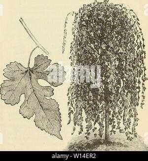 Image d'archive à partir de la page 12 du catalogue descriptif des arbres d'ornement. Catalogue descriptif des plantes ornementales plantes arbres fruits vignes, etc. . descriptivecatal samu1895Année : 1895 SOULANCEANA MAGNOLIA. MAGNOLIAS chinois. Ce sont probablement les plus populaires et voyantes de notre hardy arbres en fleurs. Ils commencent à fleurir à la première approche de temps chaud au printemps, avant l'apparition des feuilles. Un arbre adulte, en pleine floraison, avec des milliers de fleurs en pleine expansion, est un spectacle magnifique, ressemblant à un immense bouquet pyramidal de 10 ou 15 pieds de haut. Les fleurs sont très grandes, en forme de tulipe Banque D'Images