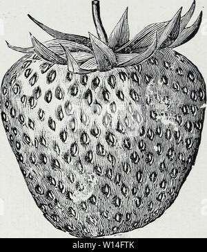 Image d'archive à partir de la page 13 du catalogue de fraisier descriptif. Fraisier descriptif du catalogue 5 000 000 meilleure qualité perdue : fraisiers cultivés à la ferme perdue fraisier . descriptivestraw prde1927Année : 1927 C. S. Perdue's Strawberry Plant Farm GANDY (tardive à très tardive), un chef de file parmi les variétés de fantaisie fin voyage Gandy est un bon producteur de grande taille- guérir tes plantes qui font un bon lit de fructification. Les baies sont de très grande taille, de couleur rouge, saveur fine, avec un beau chapeau vert vif. Fantaisie se vend à des prix sur le marché. Un bon voyage berry. Banque D'Images