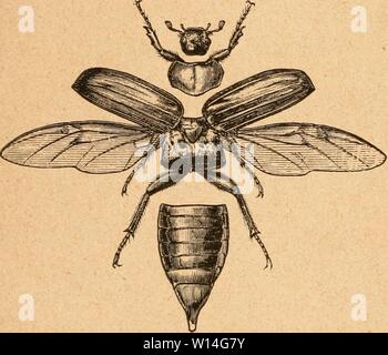 Image d'Archive de la page 13 de Die Insekten nach ihrem Schaden. Die Insekten nach ihrem Schaden und Nutzen . dieinsektennachi00acs Année : 1882 - 65-ui. • Imgünftißc ! 3i&gt;]ittcnuu yi)cr[)ä tniffc bebingtc SSerjögeriingen(ein- treten ; benn iil) erfaljrungömätg]t fid) al§ Diegel f;dans tetlen tünrme[ha, fciicljte bcßünftigcnb nnb uft, ä(te ungelDöIjnlidje Xrocfcnljeit nadjteilii ober] iDirfen gürtfdjritt auffjalten ben unb. ie i()renx SBcfen orljergctjenben nätjer gefenn nadj im- gcidjneten Snfeften mannigfaltig eriDiefen Ijahm fo fidi, meitere rnpierung berfelben ha eine dans Drbnnngen unnmgängtic Banque D'Images