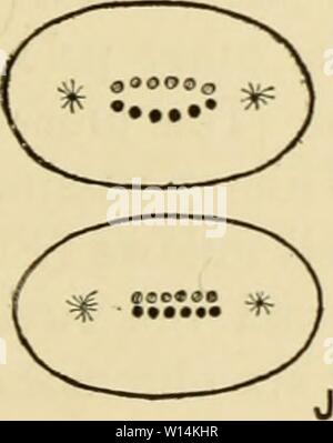 Image d'archive à partir de la page 18 du développement de la grenouille. Le développement de l'œuf de grenouille ; une introduction à l'embryologie expérimentale . developmentoffro00morg Année : 1897 Banque D'Images