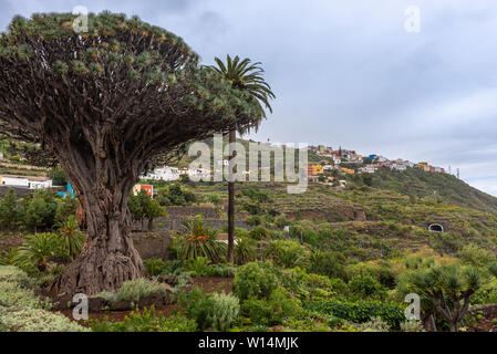 Vieux arbre dragon millénaire de Icod de los Vinos, île de Ténérife, Espagne Banque D'Images