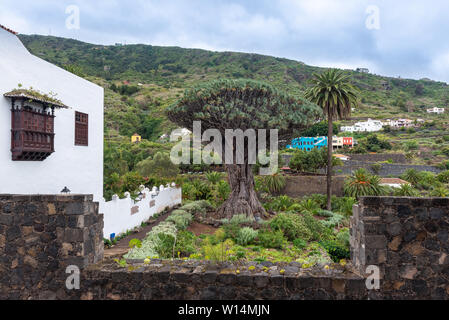 Vieux arbre dragon millénaire de Icod de los Vinos, île de Ténérife, Espagne Banque D'Images