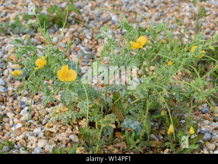 Cornes jaune Glaucium flavum (pavot) plante avec des fleurs et des gousses longues à shingle banques derrière la plage. Réserve naturelle de Rye Harbour. Le seigle, Susse Banque D'Images