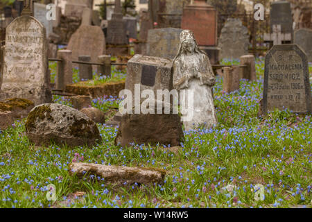 1860, sous le Second Empire, suite/Lithuania-April,Vilnius,11,2019 : bloom impressionnant de Scilla siberica dans une plus ancienne 19c. Cimetière Bernardinai à Vilnius. Scilla est première pla Banque D'Images