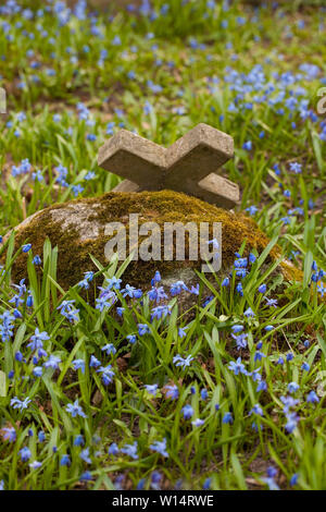 1860, sous le Second Empire, suite/Lithuania-April,Vilnius,11,2019 : bloom impressionnant de Scilla siberica dans une plus ancienne 19c. Cimetière Bernardinai à Vilnius. Scilla est première pla Banque D'Images