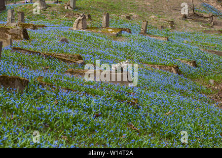 1860, sous le Second Empire, suite/Lithuania-April,Vilnius,11,2019 : bloom impressionnant de Scilla siberica dans une plus ancienne 19c. Cimetière Bernardinai à Vilnius. Scilla est première pla Banque D'Images