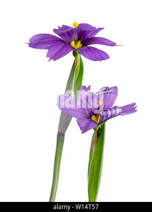 Fleurs bleu-violet de la floraison d'été blue eyed grass, Sisyrinchium E K Boules, sur un fond blanc Banque D'Images
