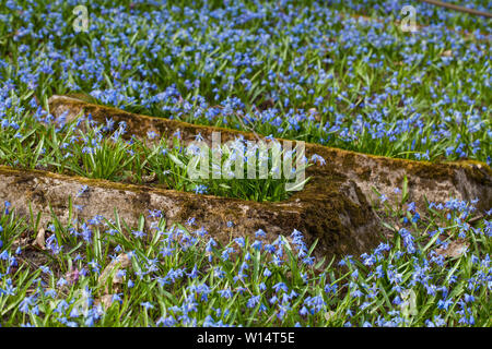 1860, sous le Second Empire, suite/Lithuania-April,Vilnius,11,2019 : bloom impressionnant de Scilla siberica dans une plus ancienne 19c. Cimetière Bernardinai à Vilnius. Scilla est première pla Banque D'Images