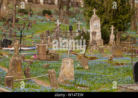 1860, sous le Second Empire, suite/Lithuania-April,Vilnius,11,2019 : bloom impressionnant de Scilla siberica dans une plus ancienne 19c. Cimetière Bernardinai à Vilnius. Scilla est première pla Banque D'Images