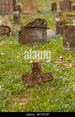 1860, sous le Second Empire, suite/Lithuania-April,Vilnius,11,2019 : bloom impressionnant de Scilla siberica dans une plus ancienne 19c. Cimetière Bernardinai à Vilnius. Scilla est première pla Banque D'Images