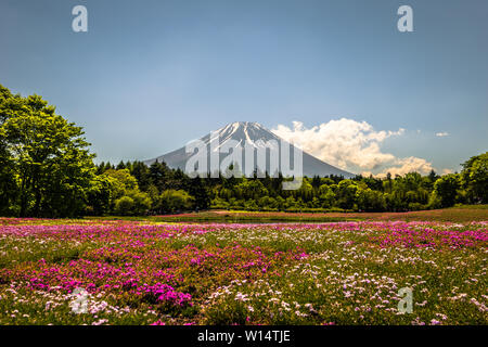 Motosu - 24 mai 2019 : Le Mont Fuji vu de l'Shiba-Sakura festival, Japon Banque D'Images